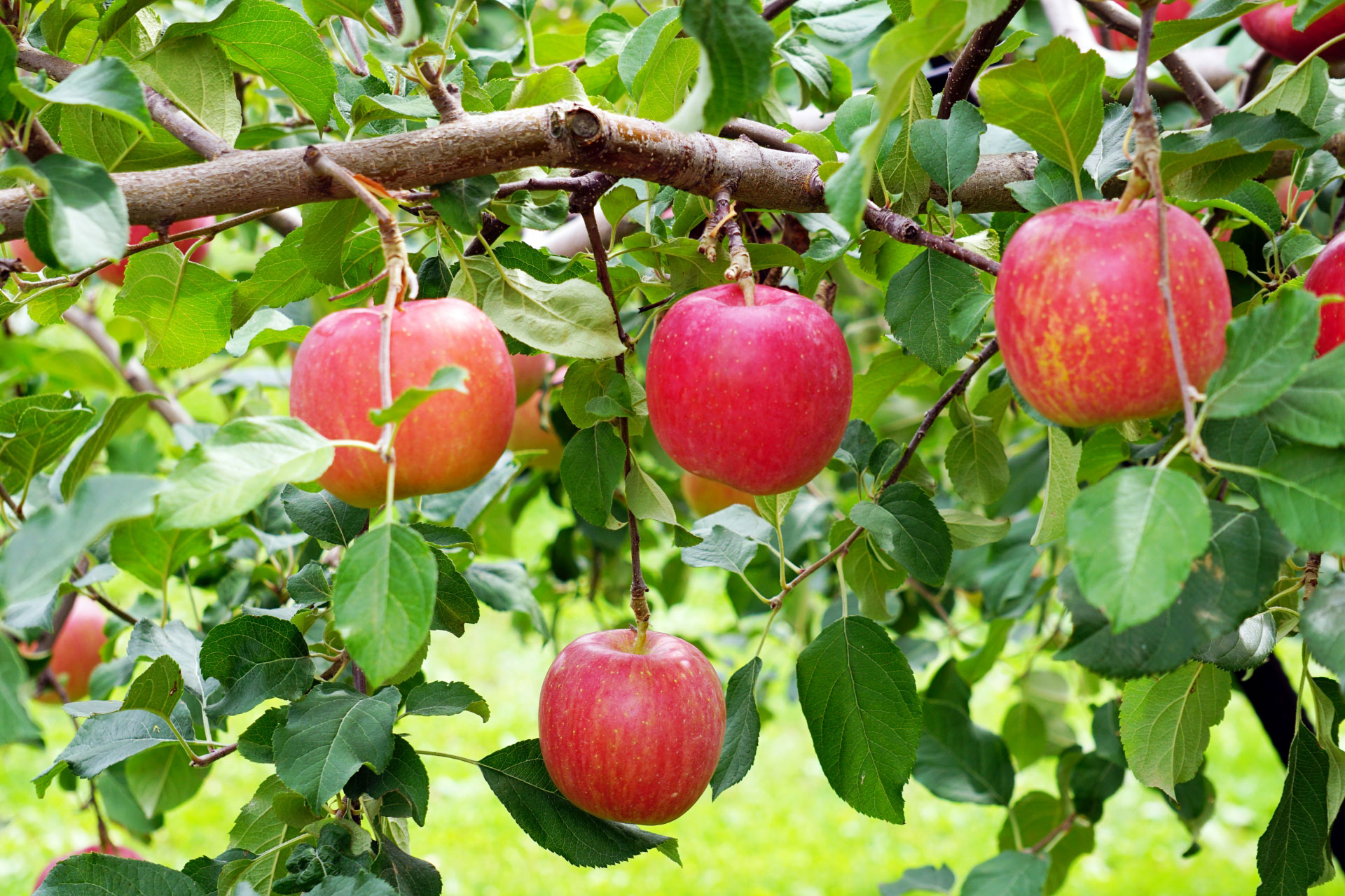 りんご生産・販売事業